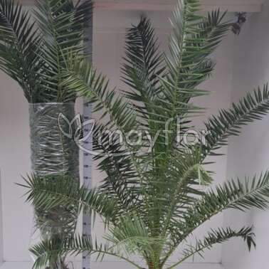 Финик Phoenix canariensis 32/220 Финик Phoenix canariensis 32/220