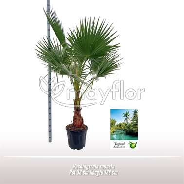 Вашингтония Робуста Washingtonia robusta 38/180 Вашингтония Робуста Washingtonia robusta 38/180
