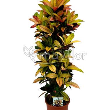 Кодиеум Мисс Айстон Кротон Croton Codiaeum Mrs Iceton 27/140