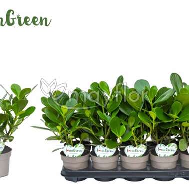 Клузия Розея Rosea 12/35 Клузия Розея Rosea 12/35