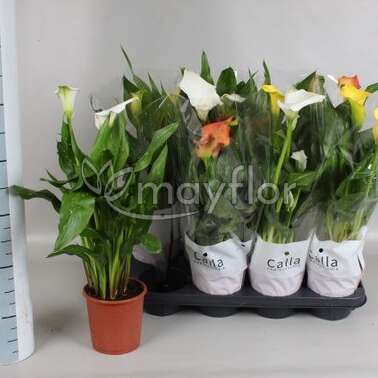 Калла микс 13/50 Калла микс 13/50