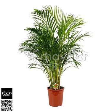 Дипсис Лютесценс Lutescens 24/130
