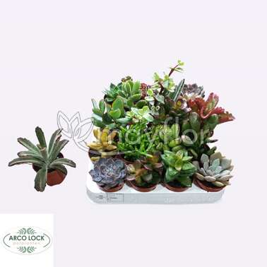 Суккулент Микс 5,5/10 Суккулент Микс 5,5/10