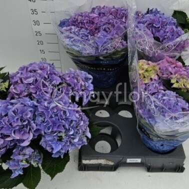 Гортензия Макрофила Голубая 'Early blue' 14/38