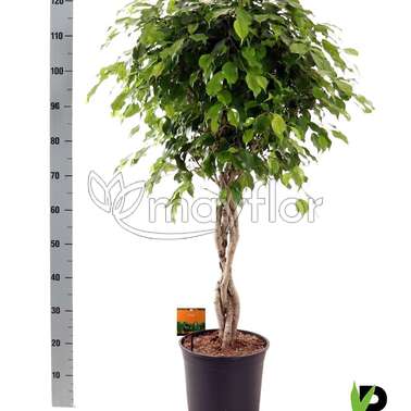Фикус Бенджамина Экзотика 27/130