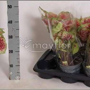 Каладиум Raspberry Moon 17/40