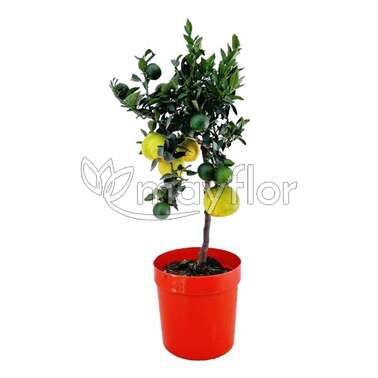 Цитрус Чинотто Chinotto 21/70