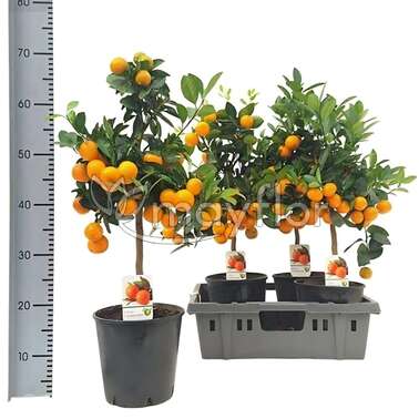 Цитрус Микрокарпа Microcarpa 19/60