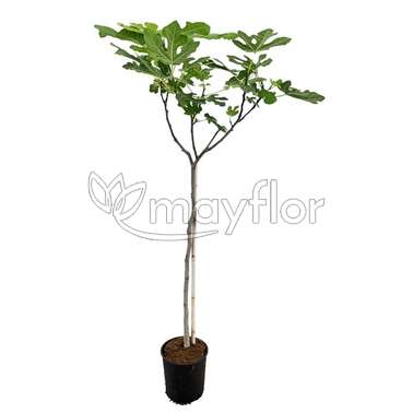 Фикус Карика Carica 27/180