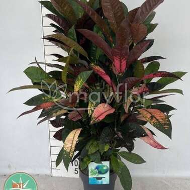 Кодиеум Мисс Айстон Кротон Croton Codiaeum Mrs Iceton 21/100