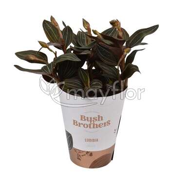 Орхидея Лудисия Дисколор Ludisia discolor 12/35 Орхидея Лудисия Дисколор Ludisia discolor 12/35