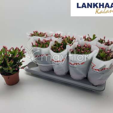 Шлюмбергера Усечённая truncata Flame Red 12/27