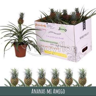 Ананас Ми Амиго Mi Amigo 12/37
