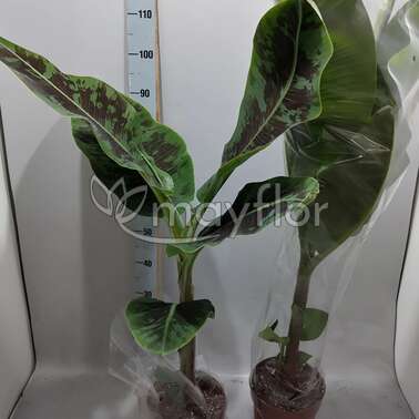 Банан Муса Дварф Кавендиш Musa Dwarf Cavendish 19/100 Банан Муса Дварф Кавендиш Musa Dwarf Cavendish 19/100