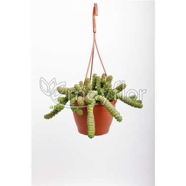 Крассула Овериг Crassula Hottentot 12/20 Крассула Овериг Crassula Hottentot 12/20