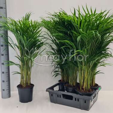 Дипсис Лютесценс Lutescens 19/90