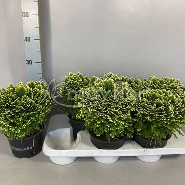 Селагинела martensii Jori 15/30 Селагинела martensii Jori 15/30