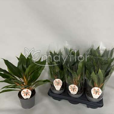 Хлорофитум Грин Оранж Green Orange 12/45 Хлорофитум Грин Оранж Green Orange 12/45