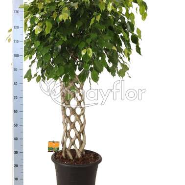 Фикус Бенджамина Экзотика 32/150 Фикус Бенджамина Экзотика 32/150
