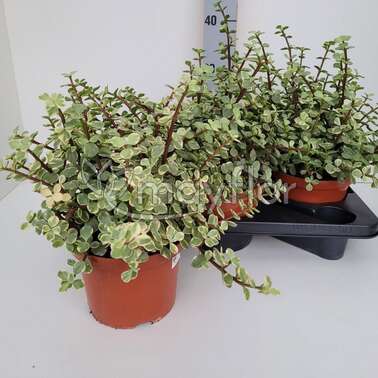 Портулакария африканская 'Variegata' 17/30 Портулакария африканская 'Variegata' 17/30