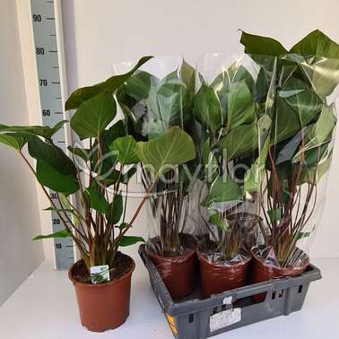 Хомаломена rubescens Maggy 19/75 Хомаломена rubescens Maggy 19/75
