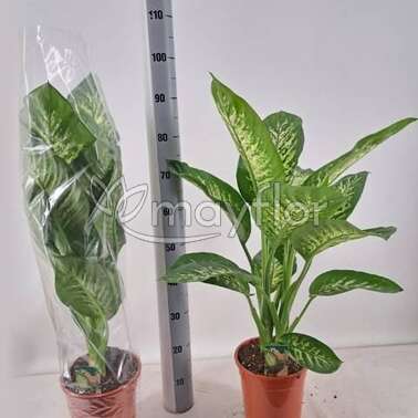 Диффенбахия Тропик Сноу Tropic Snow 21/70 Диффенбахия Тропик Сноу Tropic Snow 21/70