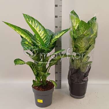 Диффенбахия Тропик Сноу Tropic Snow 21/90 Диффенбахия Тропик Сноу Tropic Snow 21/90