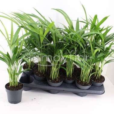 Дипсис Лютесценс Lutescens 10,5/50