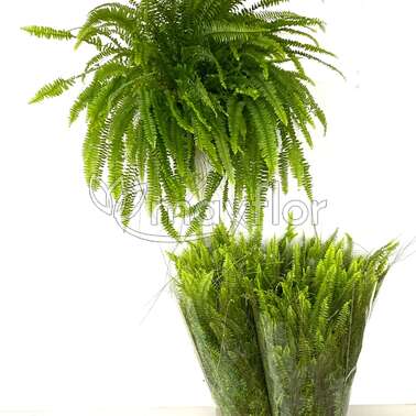 Нефролепис Грин Леди Green Lady 21/80