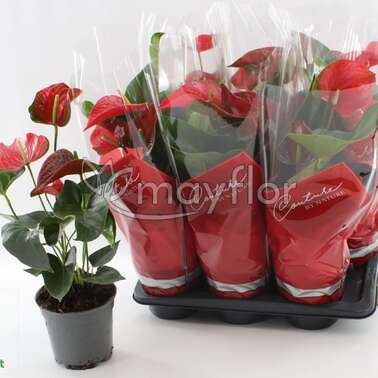 Антуриум андр Флориклон Коро Floriclone Koro 17/60