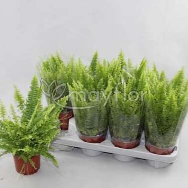 Нефролепис Грин Леди Green Lady 12/25