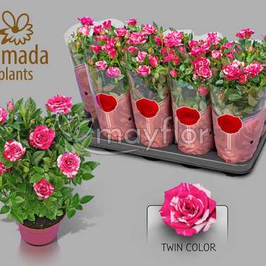 Роза Tunesie Twin Colour Star 12/30