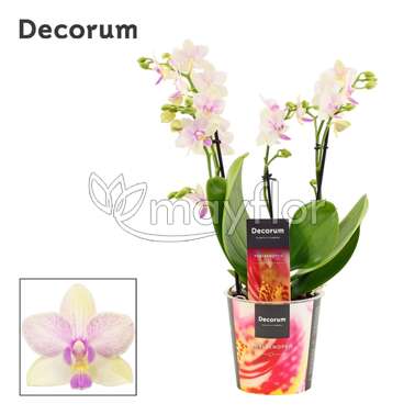 Орхидея Мультифлора dazzling Blossom 3-4 рр 12/35 Орхидея Мультифлора dazzling Blossom 3-4 рр 12/35