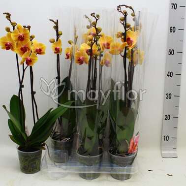 Орхидея Фаленопсис Sin-Yaun Golden Beauty 12/70 Орхидея Фаленопсис Sin-Yaun Golden Beauty 12/70