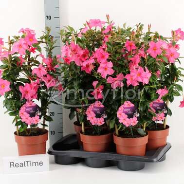 Мандевилла Диамантина Opale Fuchsia 17/70