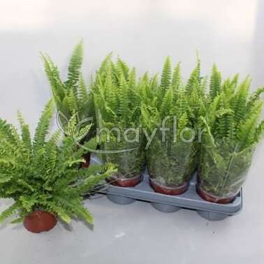 Нефролепис Грин Леди Green Lady 12/30