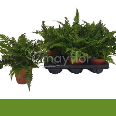 Папоротник Полистихум Цусимский Polystichum Tsussimens 12/30 Папоротник Полистихум Цусимский Polystichum Tsussimens 12/30