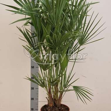 Хамеропс Chamaerops humilis пальма 23/120 Хамеропс Chamaerops humilis пальма 23/120