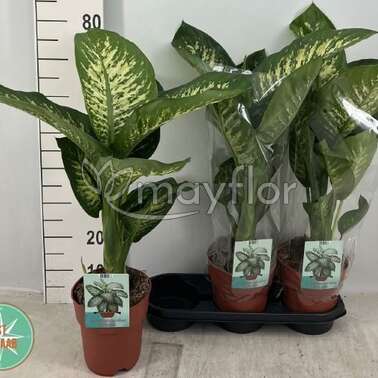 Диффенбахия Тропик Сноу Tropic Snow 19/75 Диффенбахия Тропик Сноу Tropic Snow 19/75