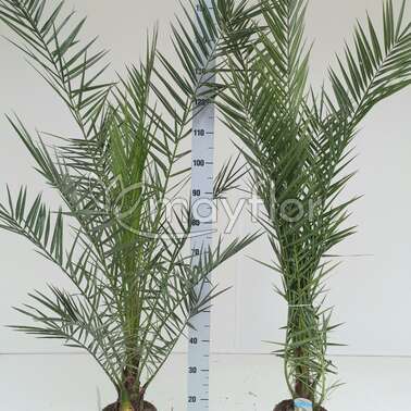 Финик Phoenix canariensis 19/180 Финик Phoenix canariensis 19/180