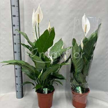 Спатифиллум Свит Лауретта Sweet Lauretta 21/85