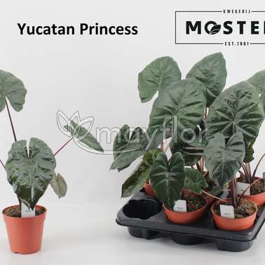Алоказия Юкатан Принцесс Yucatan Princess 12/35