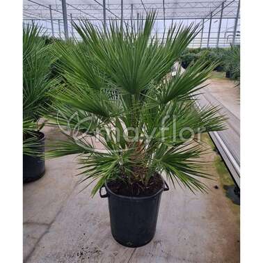 Хамеропс Chamaerops humilis пальма 40/140 Хамеропс Chamaerops humilis пальма 40/140