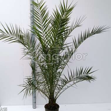 Финик Phoenix canariensis 25/180 Финик Phoenix canariensis 25/180