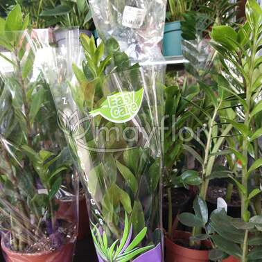 Замиокулькас Замиифолия Zamiifolia 12/40