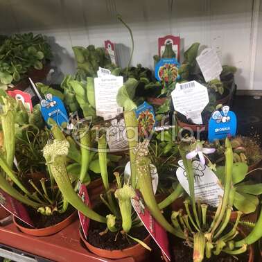 Насекомоядный  микс Саррацения Sarracenia 9/15