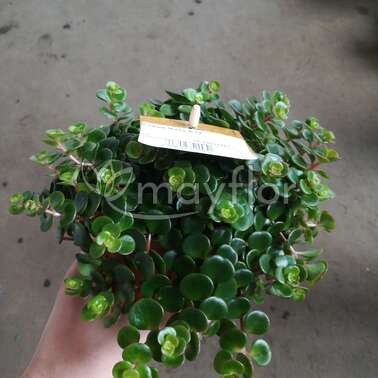 Седум Микс 8/12