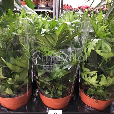 Папоротник Дориоптерис Dryopteris erythr. 12/35 Папоротник Дориоптерис Dryopteris erythr. 12/35