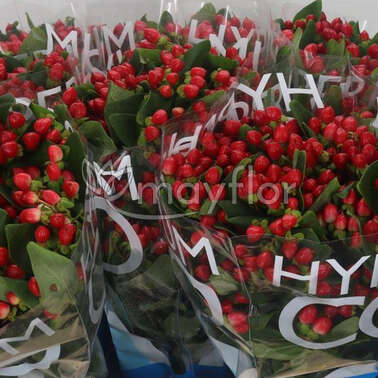 Гиперикум Коко Диабло (куст) 50 Гиперикум Коко Диабло (куст) 50