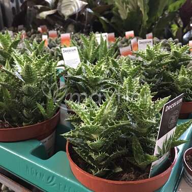 Алоэ Алоэ Скуарроса Aloe Squarrosa 10/18 Алоэ Алоэ Скуарроса Aloe Squarrosa 10/18